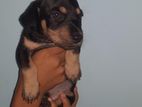 Dashchant Puppies
