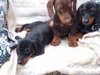 Dachshund Puppies