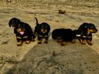 Dashchund Puppies