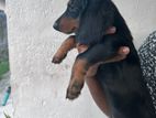 Dashchund Puppies