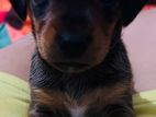 Dashchund Puppies