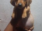 Dashchund Puppies