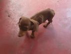 Dachshunds Dog