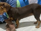 Dachshund Dog