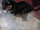 Dachshund Dog for Crossing