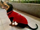 Dashhound Dog
