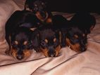 Dashhund Puppies
