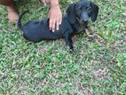 Dachshund Puppies