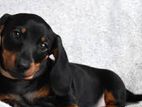 Dachshund puppies
