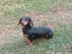 Dashund Puppy