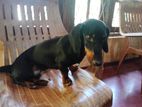Dachshund Puppy