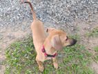 dashound dog