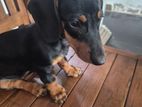 Dachshund Puppy