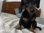 Dachshund Puppies