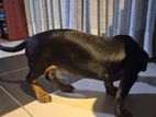 Dachshunds Dog