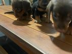 Dashound Puppies