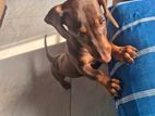Dachshund Puppy