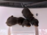 Dachshund Puppies