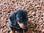 Dachshund Puppy
