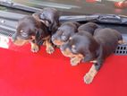 Dachshund Puppies