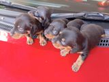 Dachshund Puppies