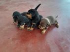 Dachshund