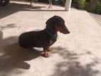 Dachshund Male Dog for Crossing