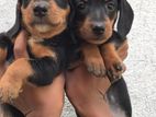 Dachshund Puppies