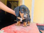 Dashchund Puppy