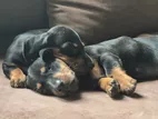 Dashound Puppies