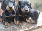 Dashound Puppies