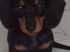 Dashound puppies