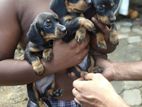 Dashound puppies