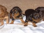 Dashound Puppies