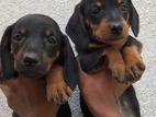 dashound puppies