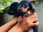 Dashound Puppies