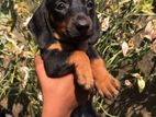 dashound puppies