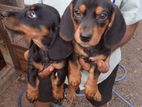 Dashound Puppies