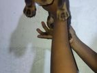 Dachshund Puppy