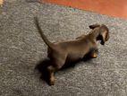 Dachshund Puppy