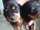 Dashound puppys
