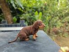 Dashound pupy
