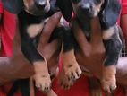 Dashund Puppies