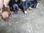 Dachshund Puppies