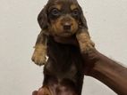 Dachshund Puppies
