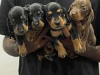Dashshound Puppies