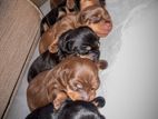 Dachshund Puppies