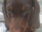 Dachshund