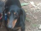 Dachshund Female Dog