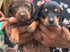 Dashshund Puppies